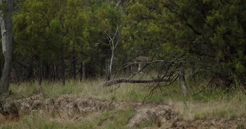Kangaroo bounces in the deep Australian bush Stock Footage