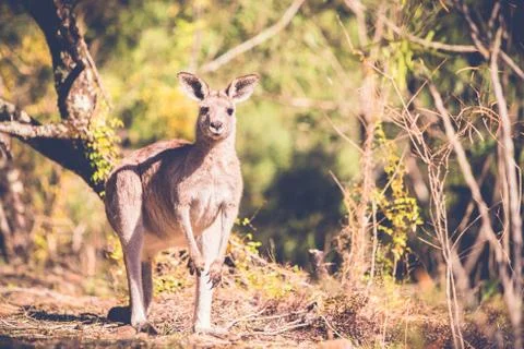 Kangaroo in the bush Stock Photos