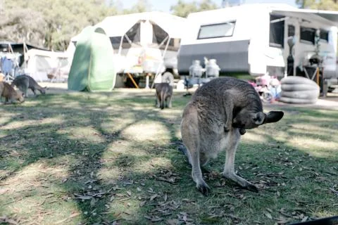 Kangaroo on a campground Stock Photos