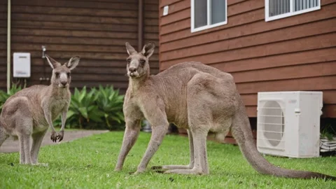 A kangaroo is captured mid-hop as it moves from the paved road onto the grassy Stock Footage 307762005