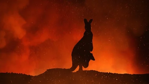 Kangaroo Caught In The Austalian Wildfire 動画素材 122462998