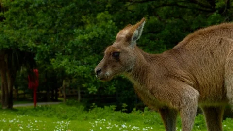 Kangaroo chewing and looking at camera (Close up) Video stock 114393892