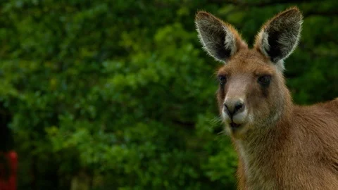 Kangaroo chewing (Close up) Stock Footage 114216235