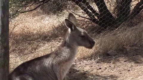 Kangaroo Chewing Video stock 52527552