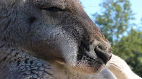 Kangaroo Chilling Stock Footage 64575923