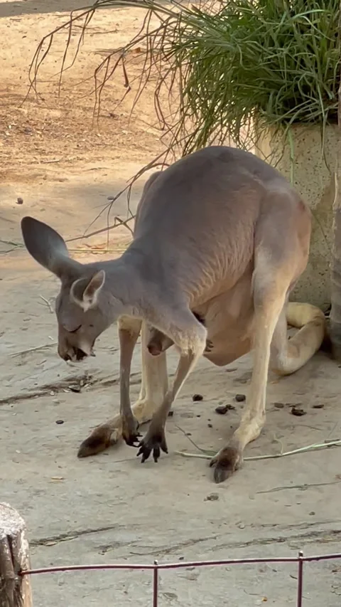 Kangaroo cleaning its kid in the pouch. Stock Footage 249543884