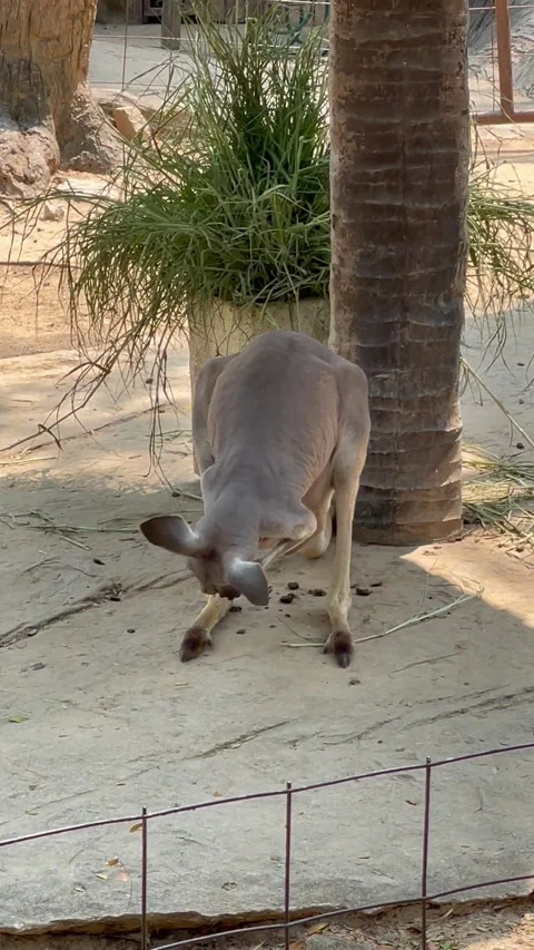 Kangaroo cleaning itself and its pouch. Stock Footage 249465240