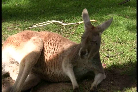Kangaroo Cleans Leg Vídeos de archivo 548943