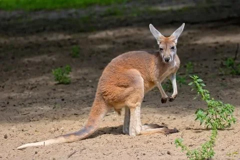 Kangaroo in the clearing Stock Photos