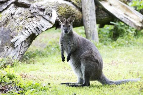 Kangaroo in a clearing Stock Photos
