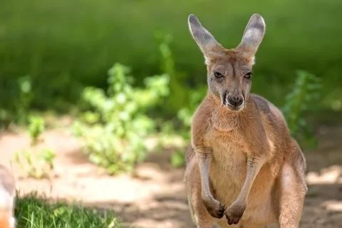 Kangaroo in the clearing, a portrait Stock Photos