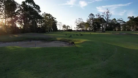 Kangaroo Close-Up Drone Shot. Stock Footage 231026114