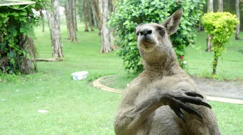 Kangaroo Close Encounter Stock Footage 45881544
