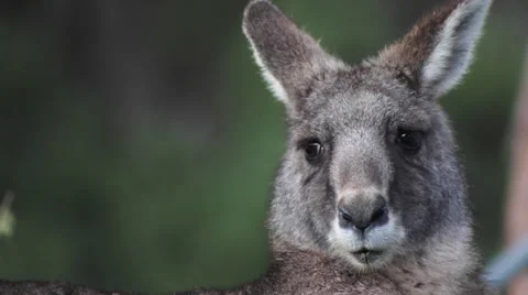 Kangaroo close up lookng at camera 스톡 동영상 67367443