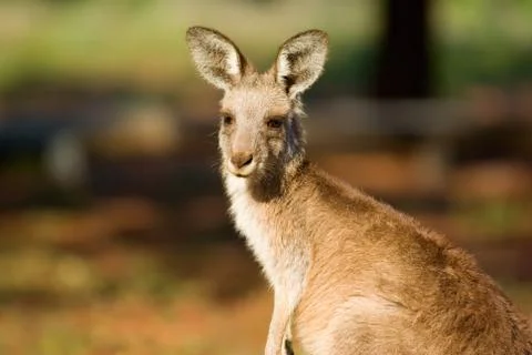 Kangaroo close up Stock Photos