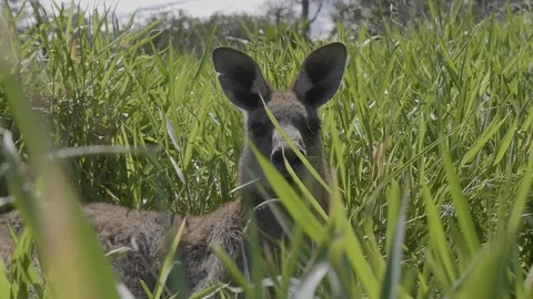 Kangaroo Closeup Slowmotion Video stock 82280685