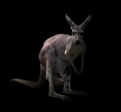 Kangaroo in the dark Foto stock