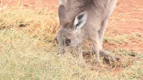 Kangaroo Desert Stock Footage 262925017