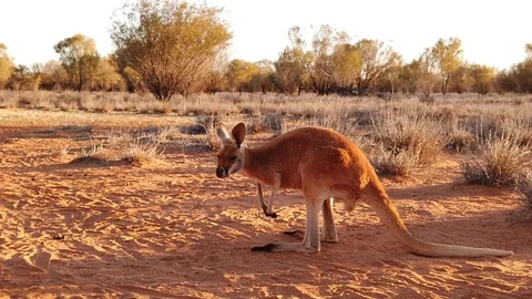 Kangaroo in desert Red Center of Australia Video stock 117136453