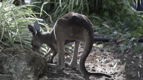 Kangaroo digging in the dirt in Australia 库存影片 149331476