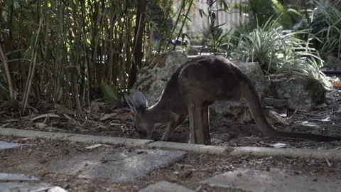 Kangaroo digging in the dirt 库存影片 149331197