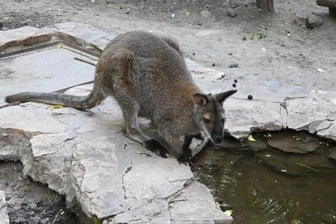 Kangaroo drinking water Fotos Stock