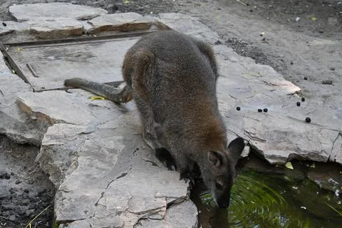 Kangaroo drinking water Fotos Stock