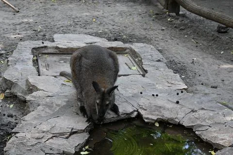 Kangaroo drinking water Stockfoto's