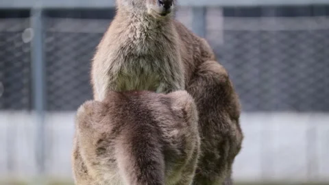 Kangaroo with ear tag observing surroundings in a wildlife park Stock Footage 325220139