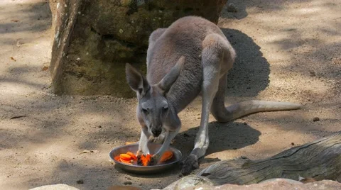 Kangaroo eating, 4k Stock Footage 55971383