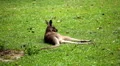 Kangaroo eating and jumping in the pasture HD Footage
