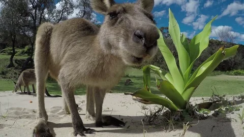 Kangaroo eating at a beach in Australia 库存影片 82842009