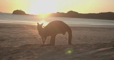 Kangaroo Eating on a Beach at Dusk Stock Footage 274863702