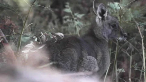 Kangaroo eating on the bush 스톡 동영상 67381874