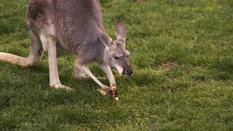 Kangaroo Eating in Field Stock Footage 75819194