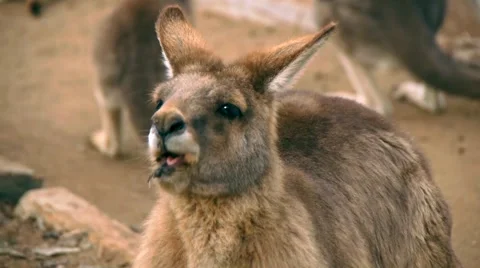 Kangaroo Eating Video stock 4885373