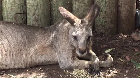 Kangaroo Eating Video stock 51023443