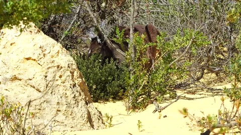 Kangaroo eating 스톡 동영상 81496899