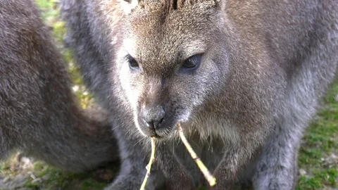 Kangaroo eating Stock Footage 117720455