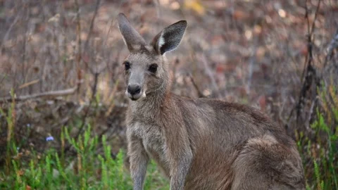 A kangaroo eating in a forest Stock-Footage 257087054