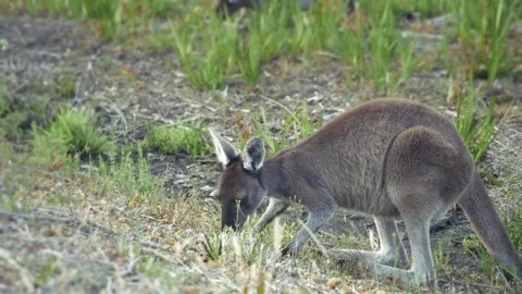 A kangaroo eating grass with a blurred background shot from behind Stock Footage 294616207