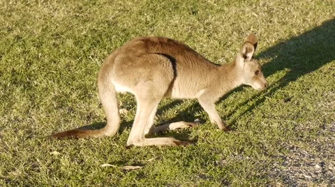 Kangaroo Eating Grass Stock Footage 40522319