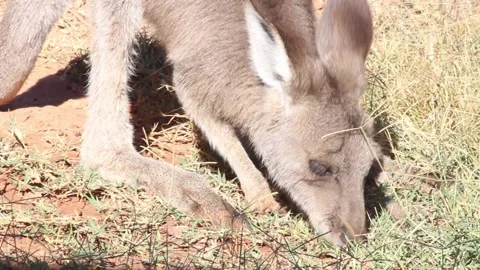 Kangaroo eating grass Stock Footage 222660623