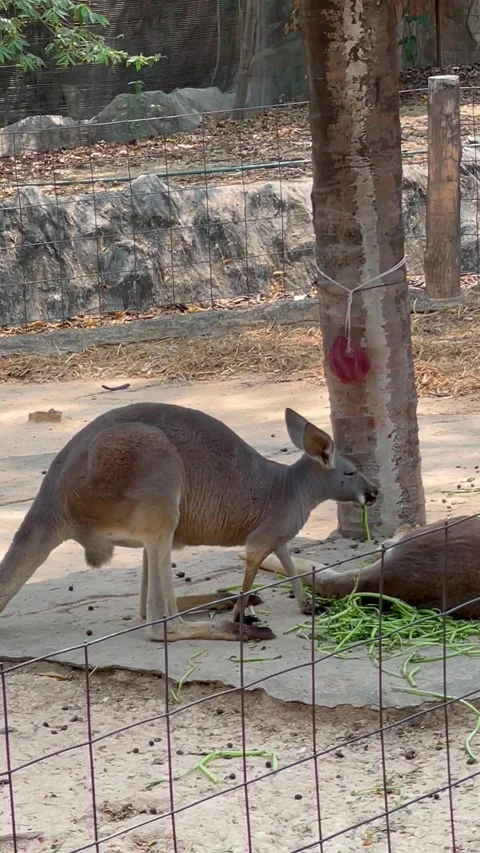 Kangaroo eating grass. Stock Footage 249544567