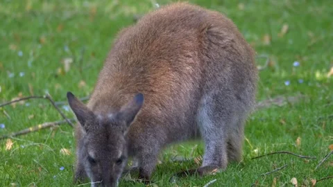 Kangaroo eating grass Stock-Footage 274414796