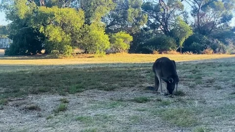 Kangaroo eating grass Stock Footage 305662071