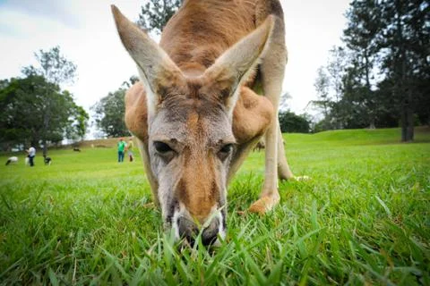 Kangaroo eating grass Stock Photos