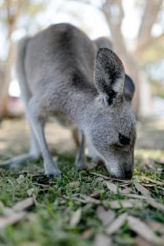 Kangaroo eating grass Stock Photos