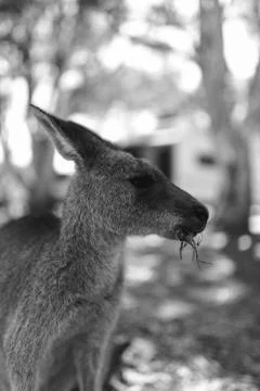 Kangaroo eating grass Stock Photos