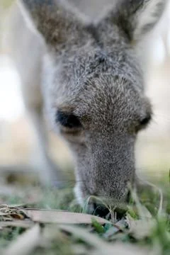Kangaroo eating grass Foto stock